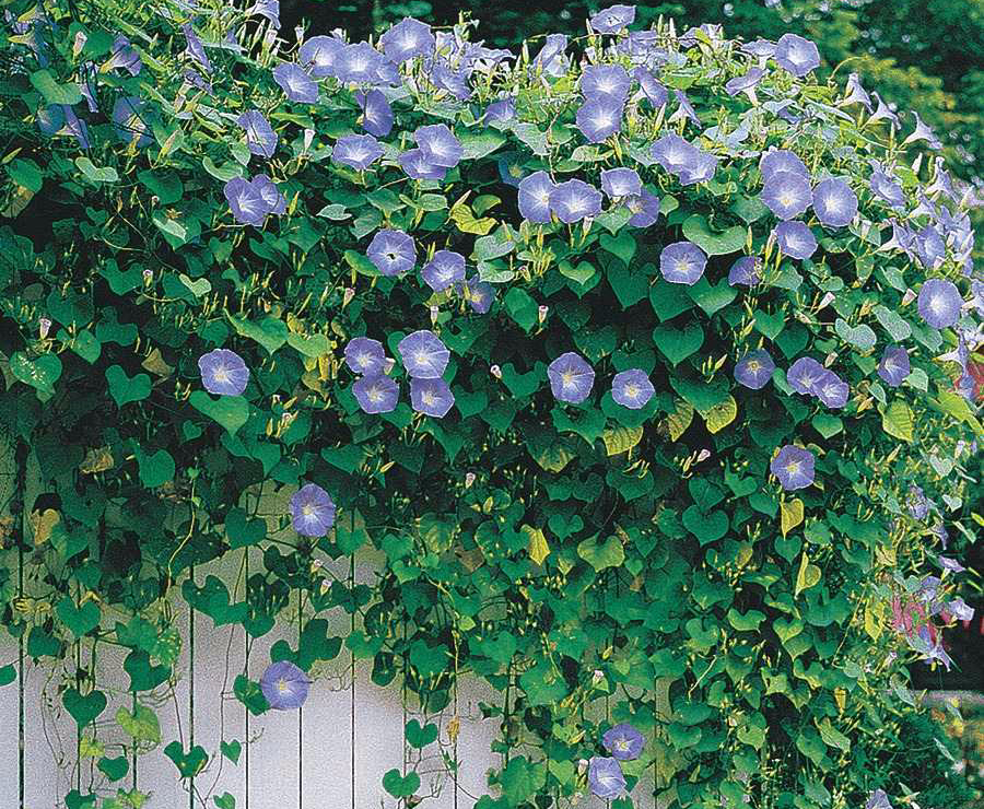 Detail Gambar Daun Menjalar Yg Cantik Untuk Langit2 Rumah Nomer 19