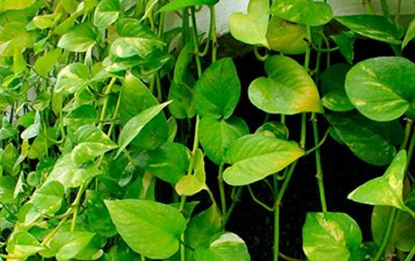 Detail Gambar Daun Menjalar Yg Cantik Untuk Langit2 Rumah Nomer 24