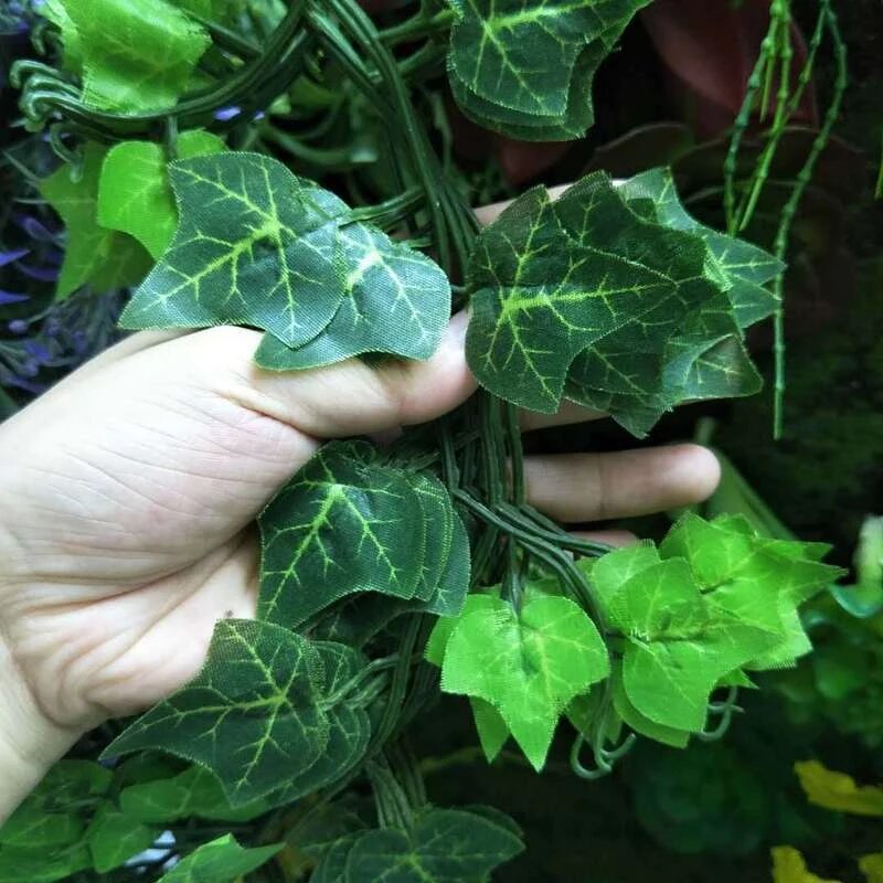 Detail Gambar Daun Menjalar Yg Cantik Untuk Langit2 Rumah Nomer 4