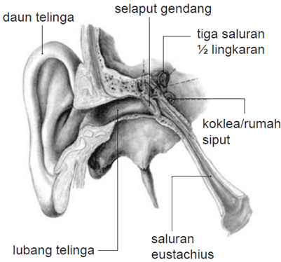 Detail Gambar Daun Telinga Disertai Bagian Dan Fungsinya K13 Nomer 6