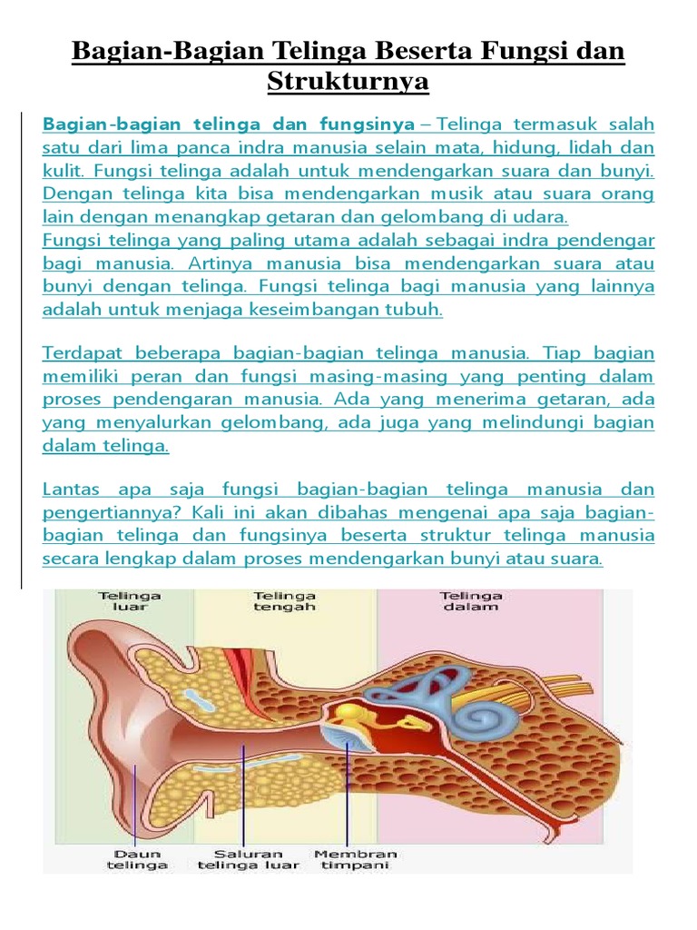 Detail Gambar Daun Telinga Disertai Bagian Dan Fungsinya K13 Nomer 4