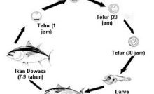 Detail Gambar Daur Hidup Kadal Beserta Penjelasannya Nomer 12