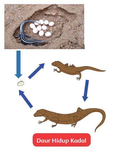 Detail Gambar Daur Hidup Kadal Beserta Penjelasannya Nomer 3