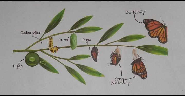 Detail Gambar Daur Wassalamualaikum Nomer 26