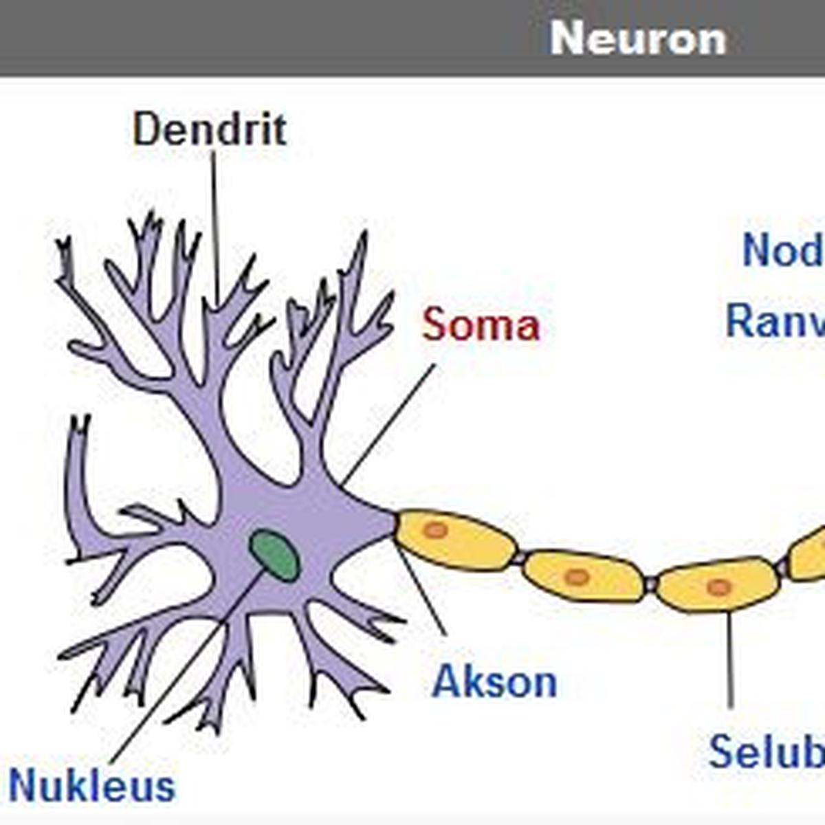 Detail Gambar Dendrit Dan Akson Nomer 2