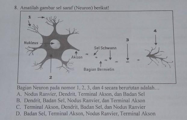 Detail Gambar Dendrit Dan Akson Nomer 29