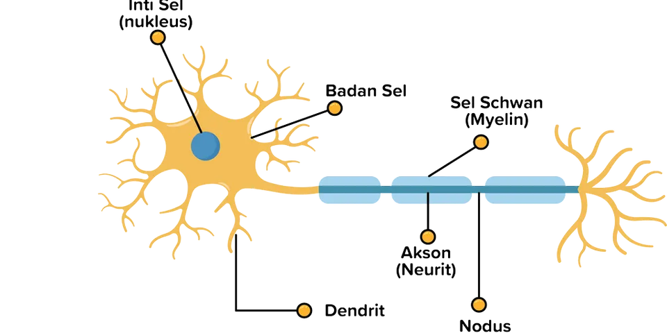 Detail Gambar Dendrit Dan Akson Nomer 32