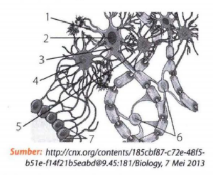 Detail Gambar Dendrit Dan Akson Nomer 34