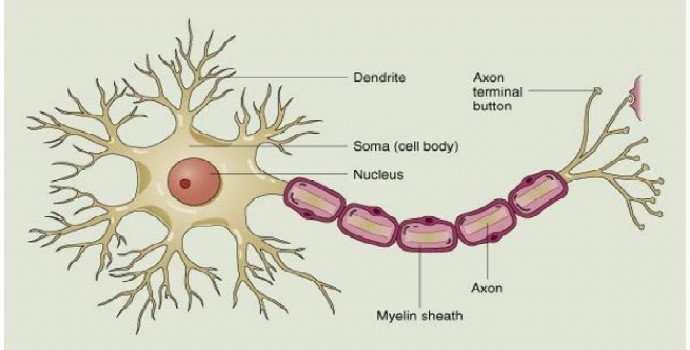 Detail Gambar Dendrit Dan Akson Nomer 41