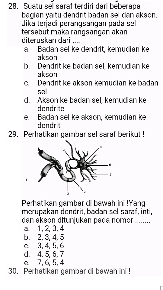 Detail Gambar Dendrit Dan Akson Nomer 42