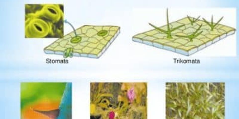 Detail Gambar Derivat Epidermis Nomer 12