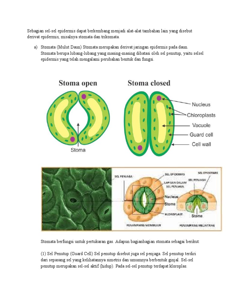 Detail Gambar Derivat Epidermis Nomer 13