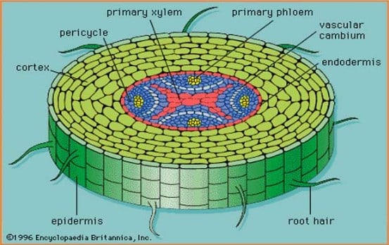 Detail Gambar Derivat Epidermis Nomer 14