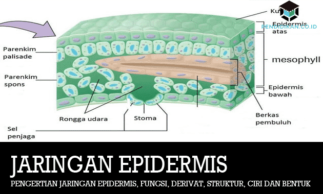 Detail Gambar Derivat Epidermis Nomer 19