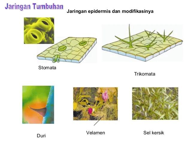 Detail Gambar Derivat Epidermis Nomer 20