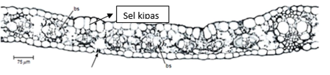 Detail Gambar Derivat Epidermis Nomer 37