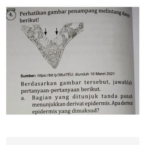 Detail Gambar Derivat Epidermis Nomer 41