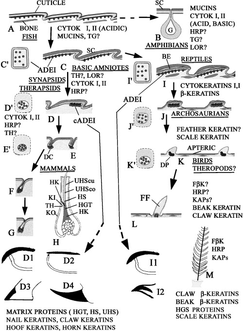 Detail Gambar Derivat Epidermis Nomer 42