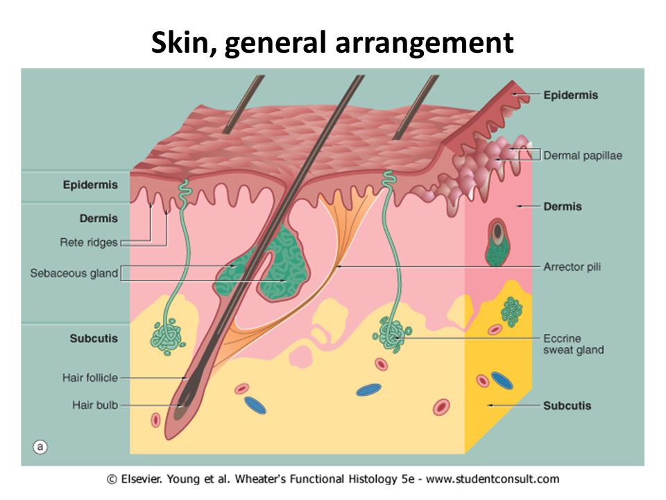 Detail Gambar Derivat Epidermis Nomer 49