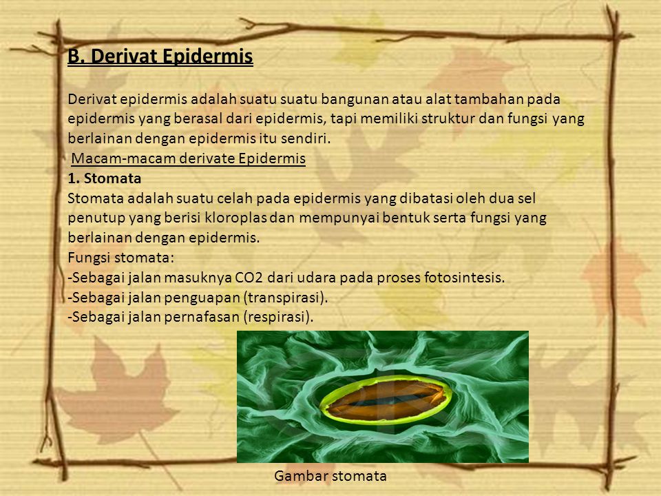 Detail Gambar Derivat Epidermis Nomer 9