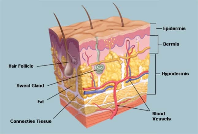 Detail Gambar Diagram Kulit Manusia Nomer 2