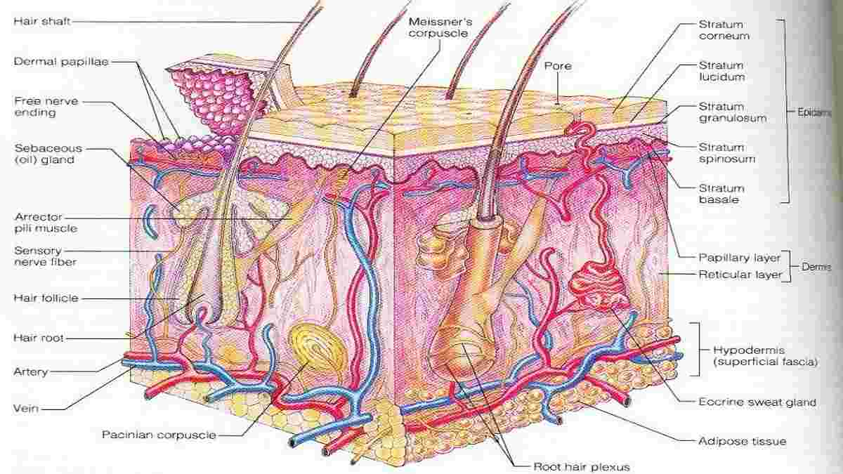 Detail Gambar Diagram Kulit Manusia Nomer 14