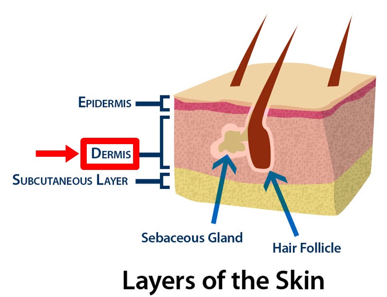 Detail Gambar Diagram Kulit Manusia Nomer 33