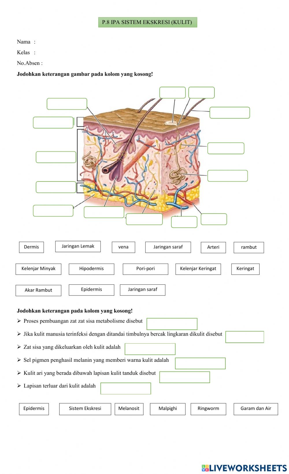 Detail Gambar Diagram Kulit Manusia Nomer 36