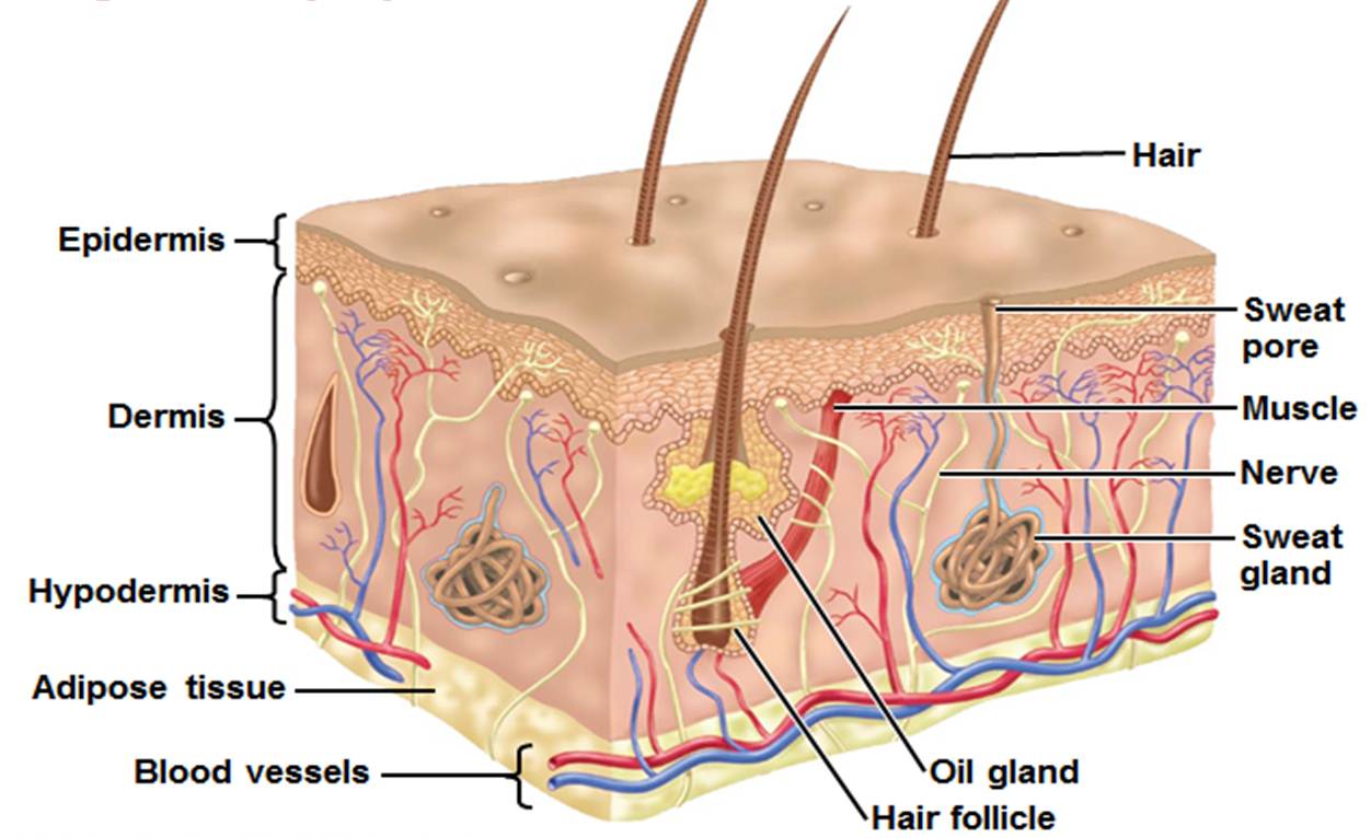 Detail Gambar Diagram Kulit Manusia Nomer 41