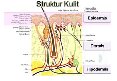 Detail Gambar Diagram Kulit Manusia Nomer 44