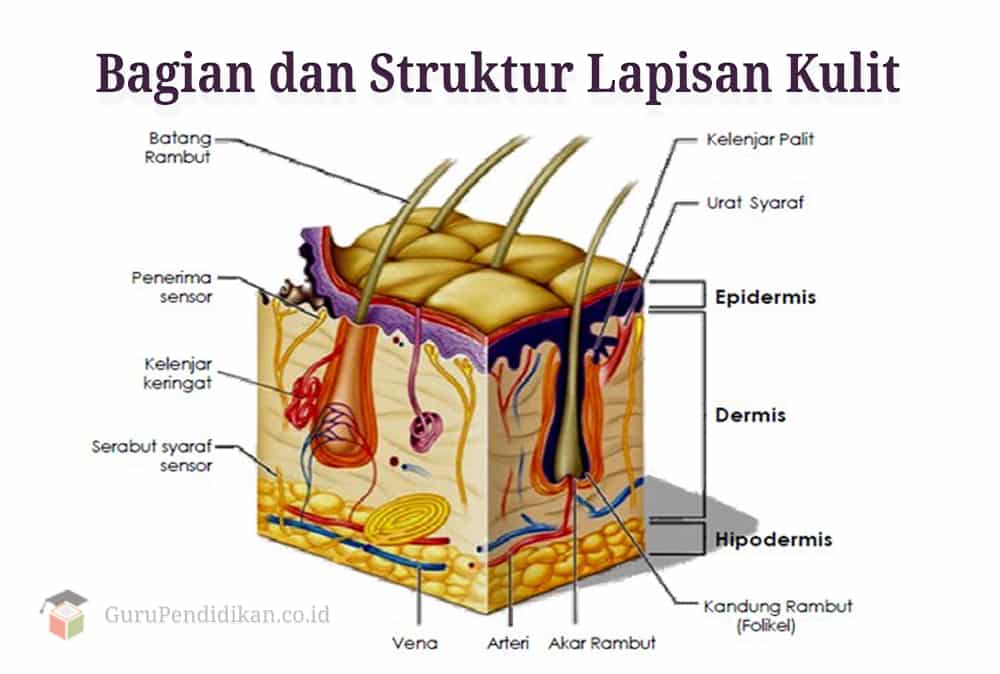 Detail Gambar Diagram Kulit Manusia Nomer 7