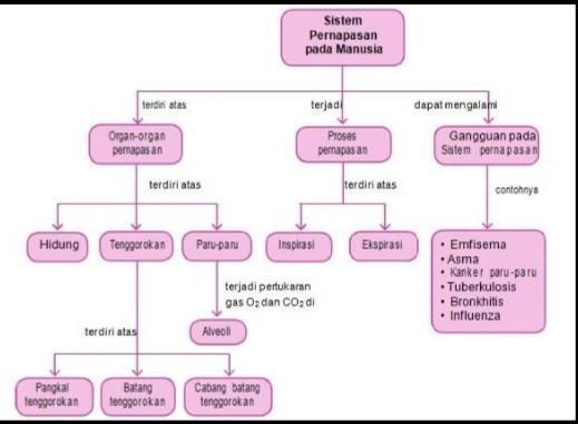 Detail Gambar Diagram Pernapasan Nomer 2