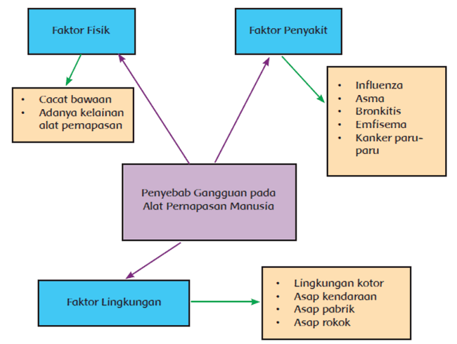 Detail Gambar Diagram Pernapasan Nomer 10