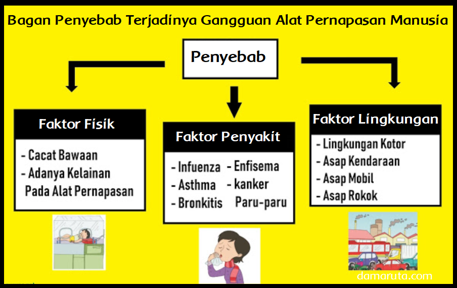 Detail Gambar Diagram Pernapasan Nomer 11