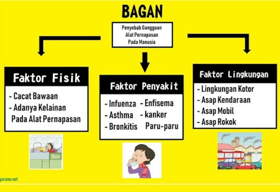 Detail Gambar Diagram Pernapasan Nomer 15