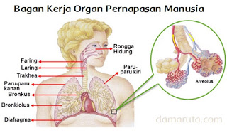 Detail Gambar Diagram Pernapasan Nomer 20