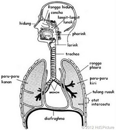 Detail Gambar Diagram Pernapasan Nomer 28