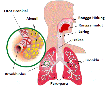 Detail Gambar Diagram Pernapasan Nomer 40