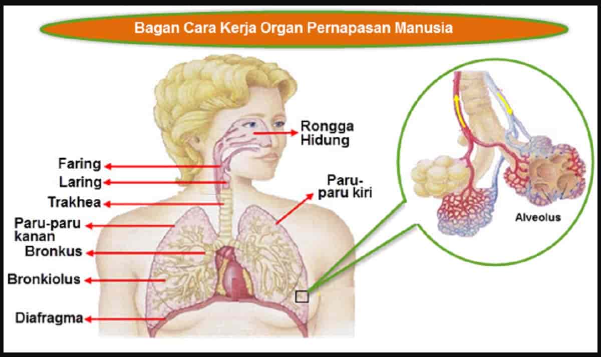 Detail Gambar Diagram Pernapasan Nomer 6