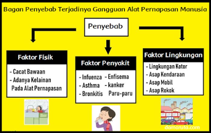 Detail Gambar Diagram Pernapasan Nomer 7