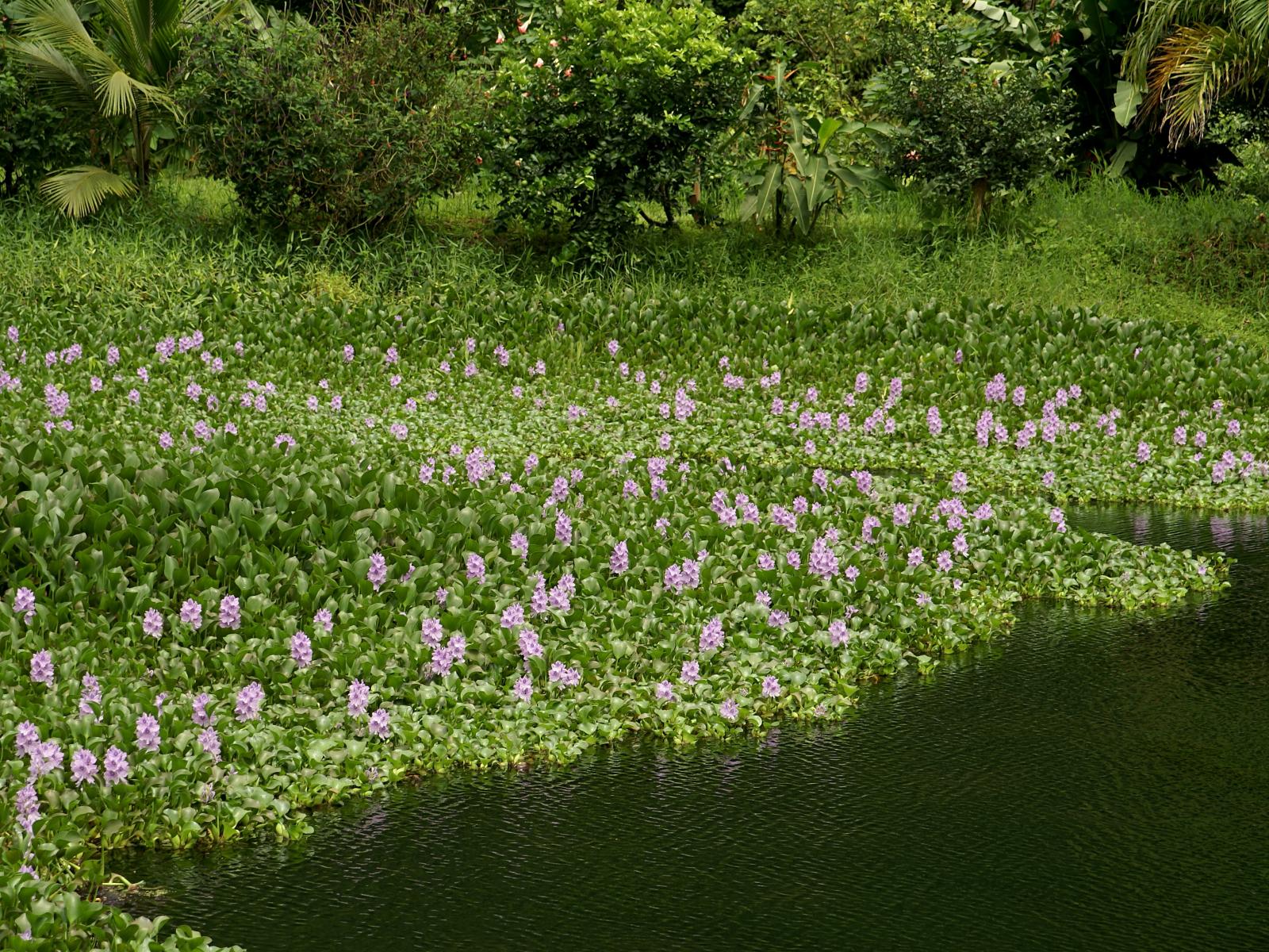 Detail Gambar Eichornia Crassipes Nomer 19