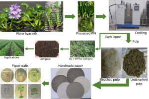 Detail Gambar Eichornia Crassipes Nomer 29