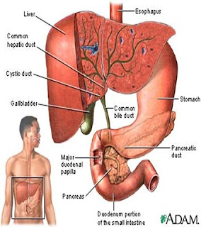 Detail Gambar Empedu Manusia Nomer 19