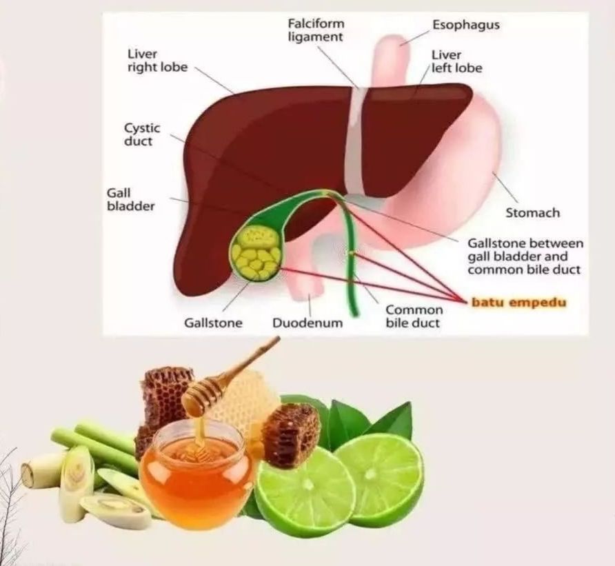 Detail Gambar Empedu Manusia Nomer 26