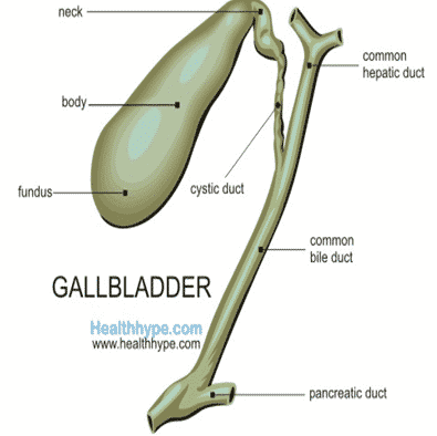 Detail Gambar Empedu Manusia Nomer 49