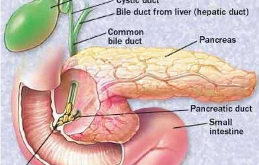 Detail Gambar Empedu Manusia Nomer 8