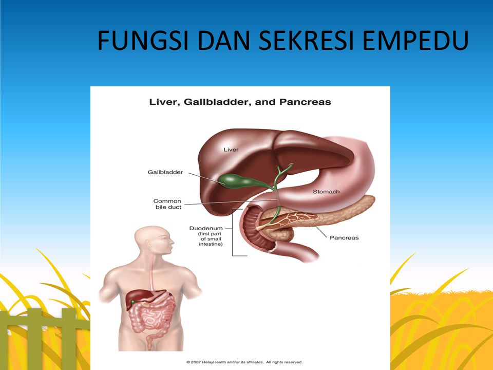 Detail Gambar Empedu Pada Manusia Nomer 36