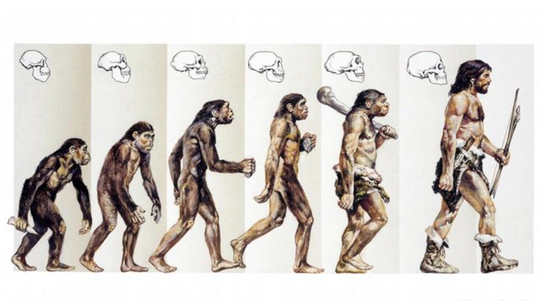 Gambar Evolusi Manusia - KibrisPDR
