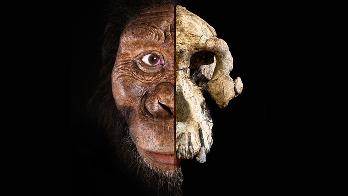 Detail Gambar Evolusi Manusia Nomer 10