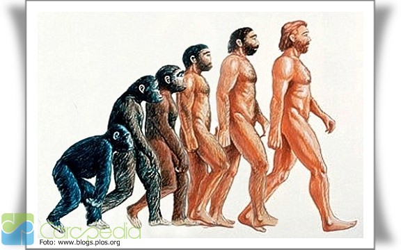 Detail Gambar Evolusi Manusia Nomer 14